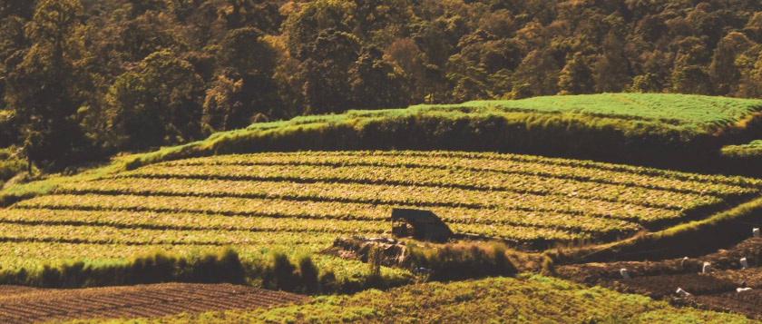 Coffee farm with lush green rows of crops surrounded by trees.