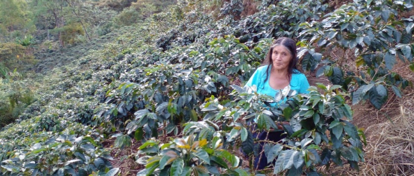 Female coffee farmer working in a hillside coffee field.